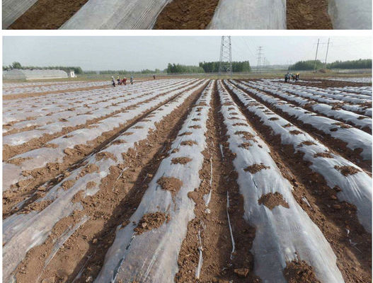917-330-4 معدّلات بلاستيكية استرات بولي جلسرين للأحماض الدهنية PGE E475